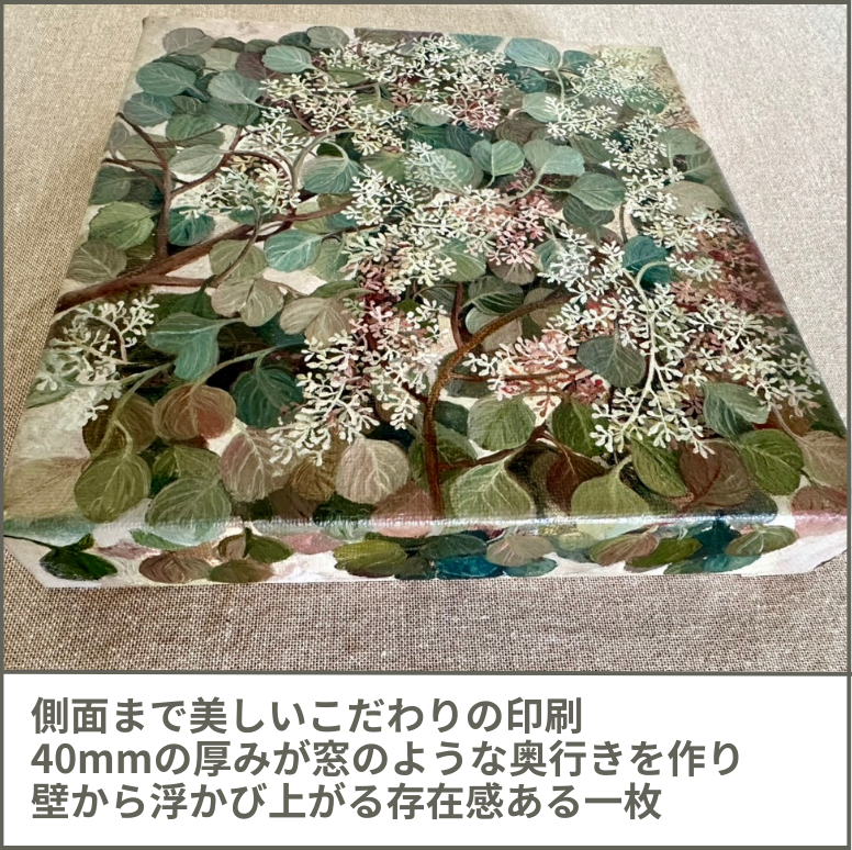 ユーカリ Eucalyptus