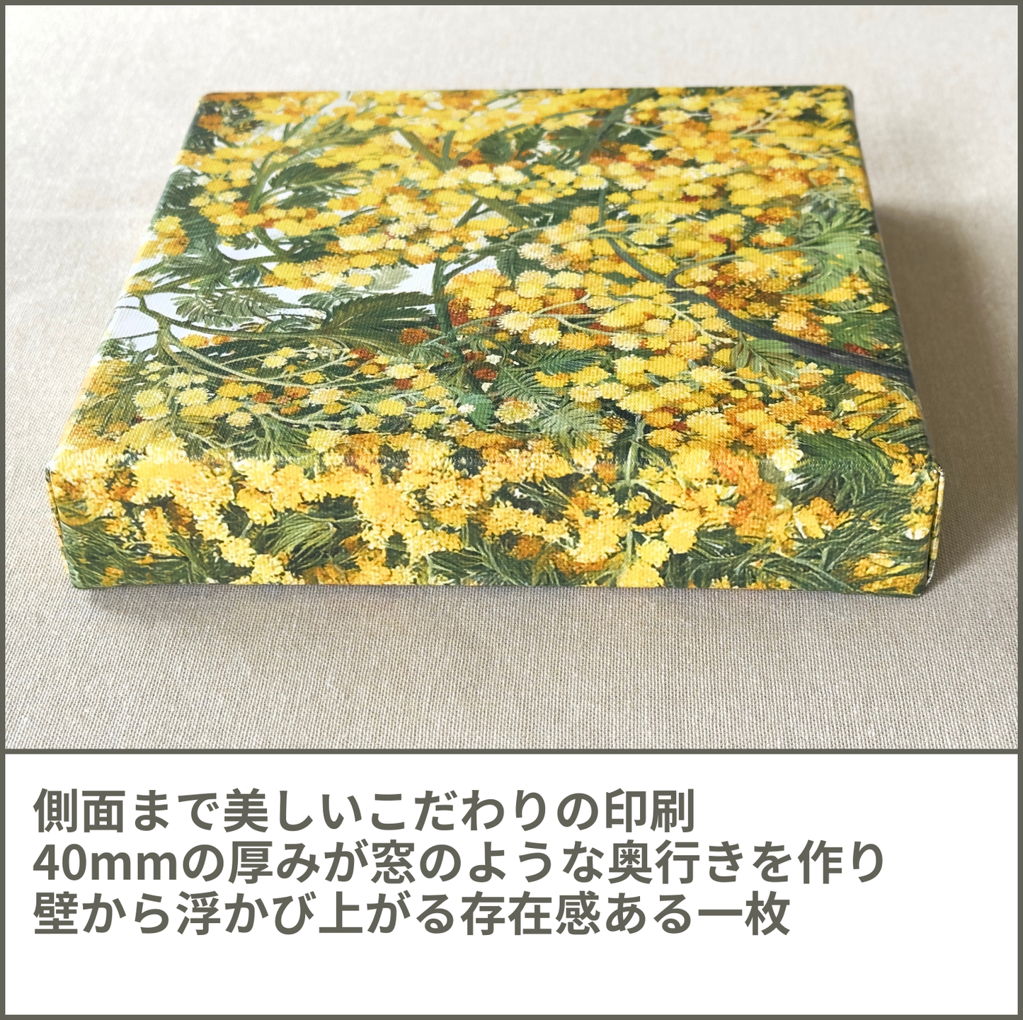 ミモザ (Mimosa)