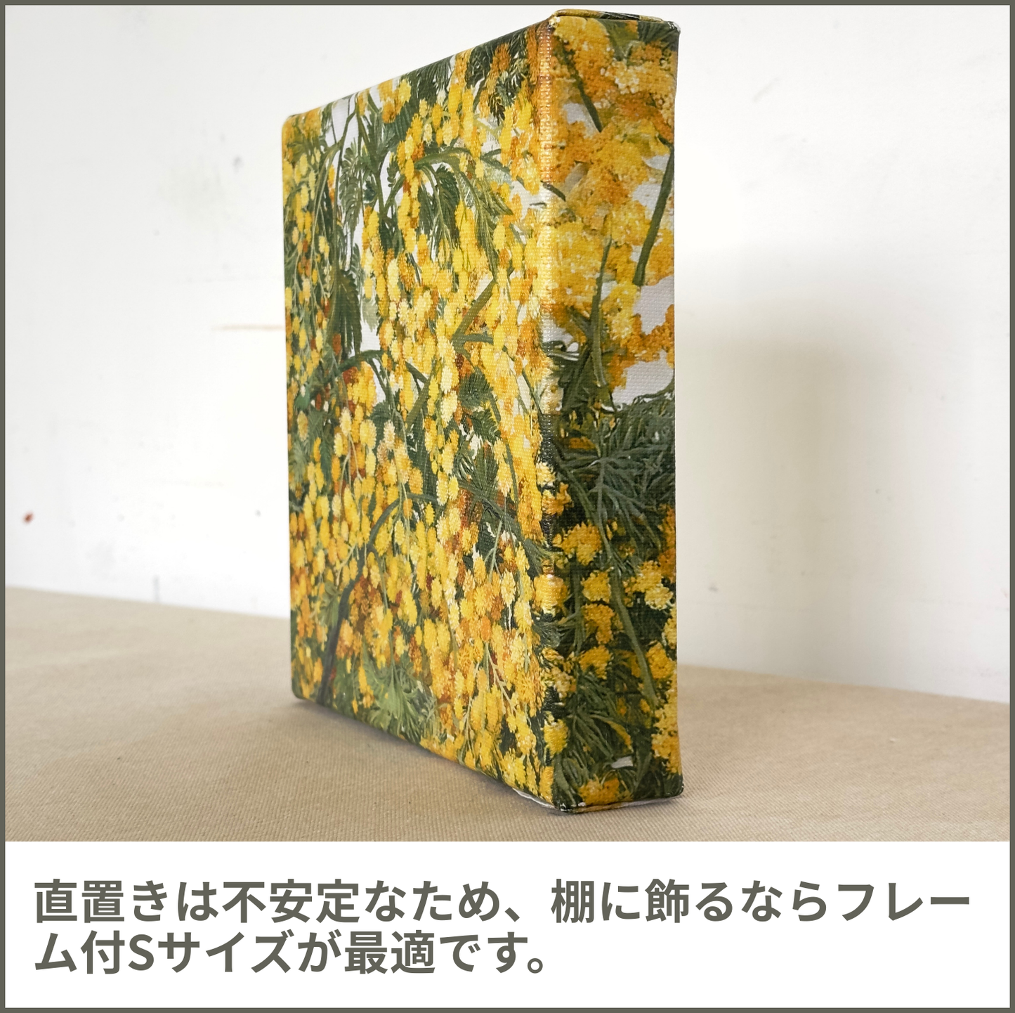 ミモザ (Mimosa)